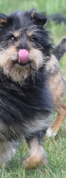 timmy – Mischling, Unbekannt, 6 Jahre, Ungarn – Foto 9