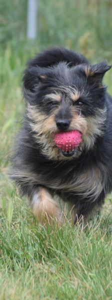 timmy – Mischling, Unbekannt, 6 Jahre, Ungarn – Foto 10