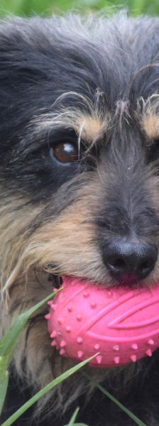 timmy – Mischling, Unbekannt, 6 Jahre, Ungarn – Foto 11
