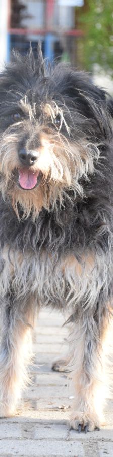 timmy – Mischling, Unbekannt, 6 Jahre, Ungarn – Foto 12