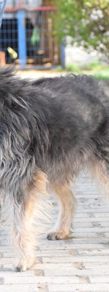 timmy – Mischling, Unbekannt, 6 Jahre, Ungarn – Foto 13