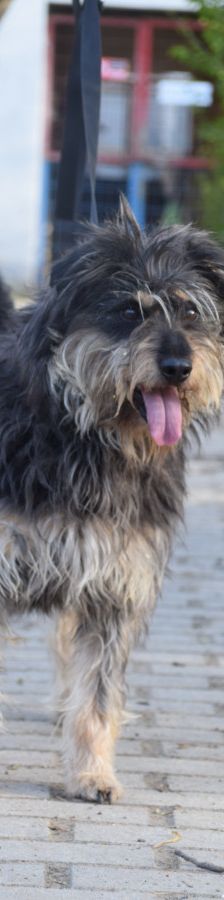 timmy – Mischling, Unbekannt, 6 Jahre, Ungarn – Foto 14