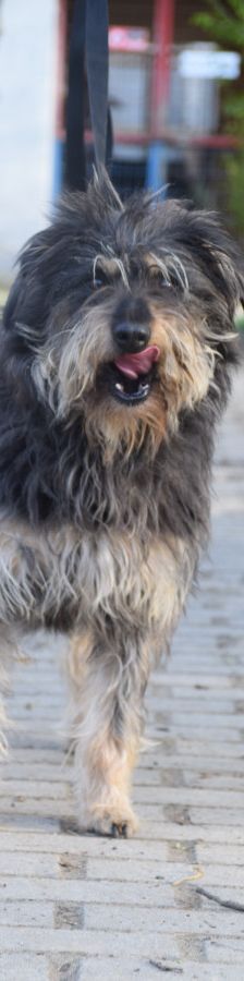 timmy – Mischling, Unbekannt, 6 Jahre, Ungarn – Foto 15