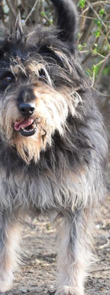 timmy – Mischling, Unbekannt, 6 Jahre, Ungarn – Foto 16