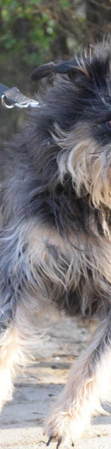 timmy – Mischling, Unbekannt, 6 Jahre, Ungarn – Foto 17