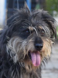 timmy – Mischling, Unbekannt, 6 Jahre, Ungarn – Foto 20