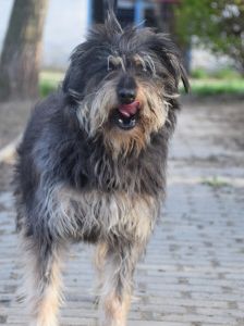 timmy – Mischling, Unbekannt, 6 Jahre, Ungarn – Foto 21