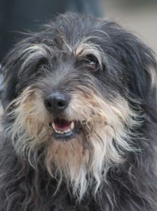 timmy – Mischling, Unbekannt, 6 Jahre, Ungarn – Foto 22