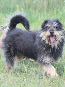 timmy – Mischling, Unbekannt, 6 Jahre, Ungarn – Foto 23