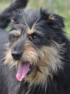 timmy – Mischling, Unbekannt, 6 Jahre, Ungarn – Foto 24