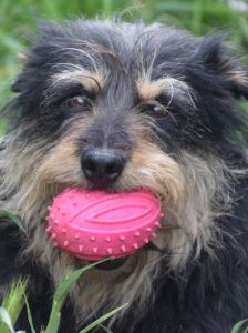 timmy – Mischling, Unbekannt, 6 Jahre, Ungarn – Foto 25