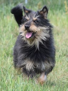timmy – Mischling, Unbekannt, 6 Jahre, Ungarn – Foto 26