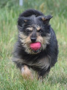 timmy – Mischling, Unbekannt, 6 Jahre, Ungarn – Foto 27