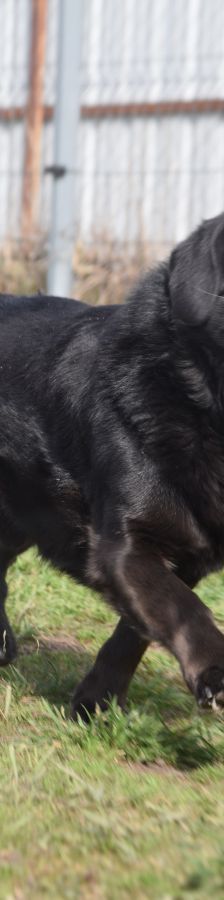 poldi – Mischling, Männchen, 14 Jahre, Ungarn – Foto 1