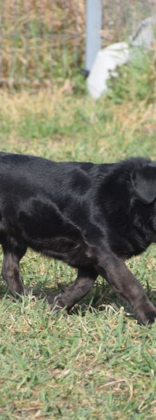 poldi – Mischling, Männchen, 14 Jahre, Ungarn – Foto 2
