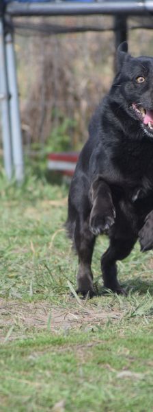 poldi – Mischling, Männchen, 14 Jahre, Ungarn – Foto 3
