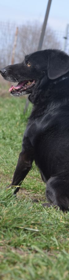 poldi – Mischling, Männchen, 14 Jahre, Ungarn – Foto 5