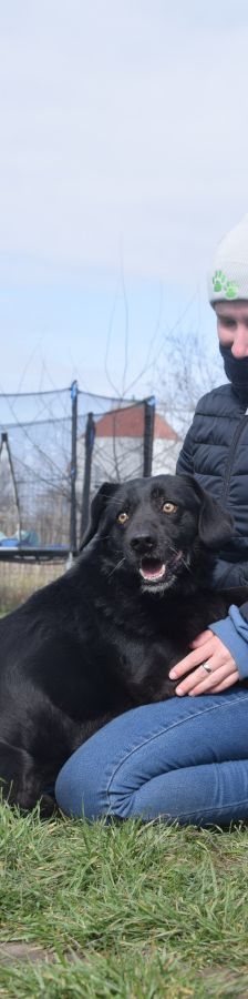 poldi – Mischling, Männchen, 14 Jahre, Ungarn – Foto 7