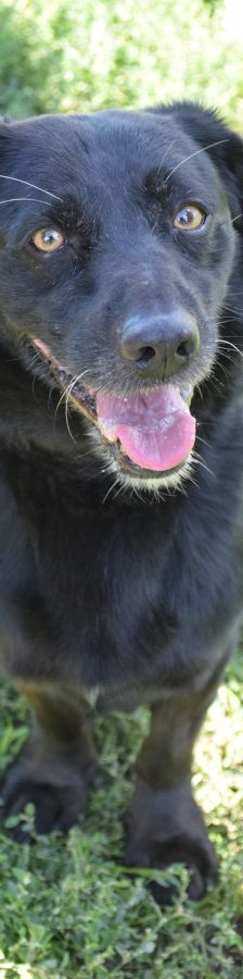 poldi – Mischling, Männchen, 14 Jahre, Ungarn – Foto 9