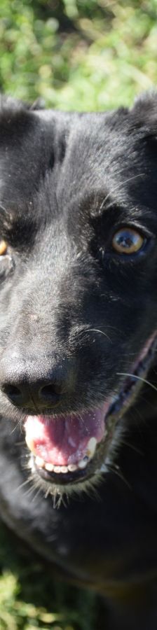 poldi – Mischling, Männchen, 14 Jahre, Ungarn – Foto 10