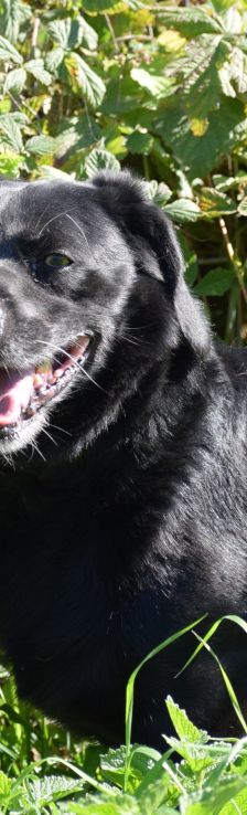 poldi – Mischling, Männchen, 14 Jahre, Ungarn – Foto 13