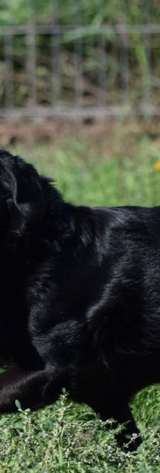 poldi – Mischling, Männchen, 14 Jahre, Ungarn – Foto 14