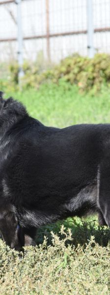 poldi – Mischling, Männchen, 14 Jahre, Ungarn – Foto 15