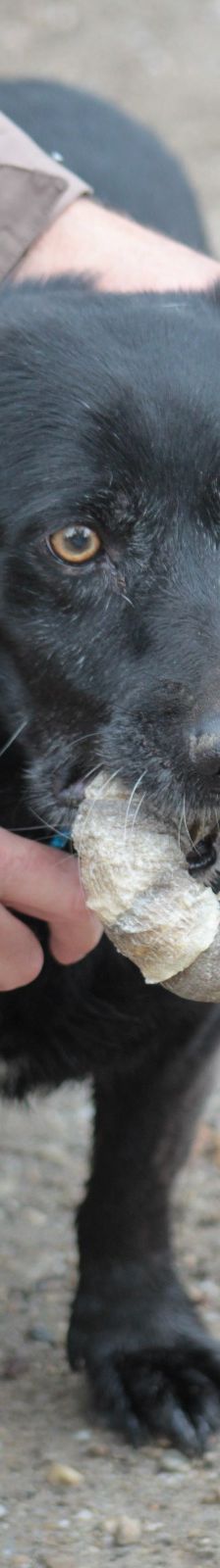 poldi – Mischling, Männchen, 14 Jahre, Ungarn – Foto 21