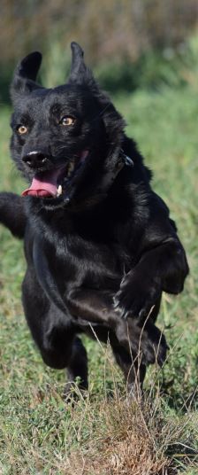 poldi – Mischling, Männchen, 14 Jahre, Ungarn – Foto 23