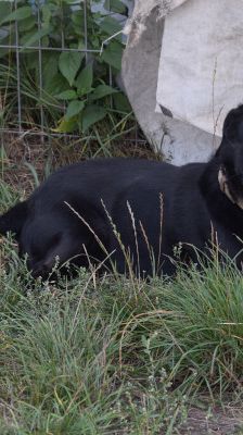 poldi – Mischling, Männchen, 14 Jahre, Ungarn – Foto 24