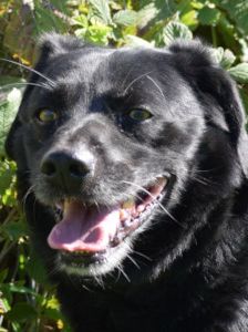 poldi – Mischling, Männchen, 14 Jahre, Ungarn – Foto 27