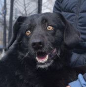 poldi – Mischling, Männchen, 14 Jahre, Ungarn – Foto 29