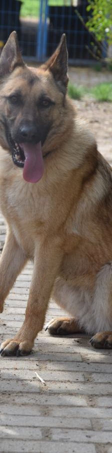 amy – Hund, Weibchen, 3 Jahre, Ungarn – Foto 1