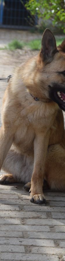 amy – Hund, Weibchen, 3 Jahre, Ungarn – Foto 2