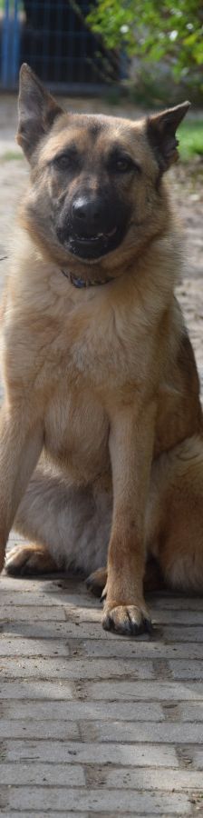 amy – Hund, Weibchen, 3 Jahre, Ungarn – Foto 3
