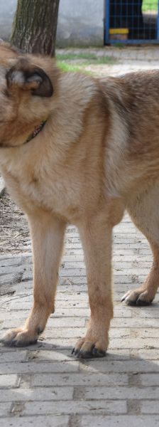 amy – Hund, Weibchen, 3 Jahre, Ungarn – Foto 4