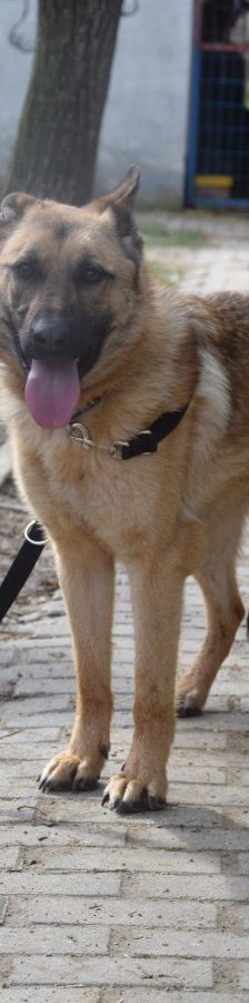 amy – Hund, Weibchen, 3 Jahre, Ungarn – Foto 5