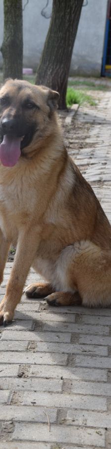 amy – Hund, Weibchen, 3 Jahre, Ungarn – Foto 6