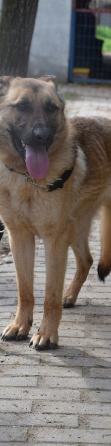 amy – Hund, Weibchen, 3 Jahre, Ungarn – Foto 7
