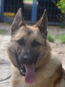 amy – Hund, Weibchen, 3 Jahre, Ungarn – Foto 8