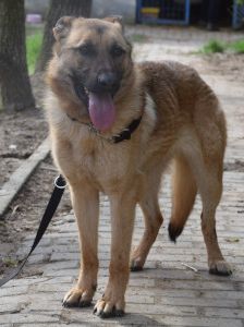 amy – Hund, Weibchen, 3 Jahre, Ungarn – Foto 9