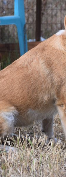 bonbonetti – Mischling, Weibchen, 6 Jahre – Foto 2