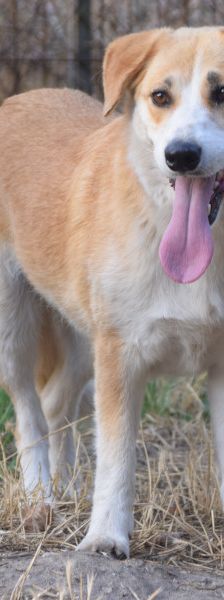 bonbonetti – Mischling, Weibchen, 6 Jahre – Foto 3