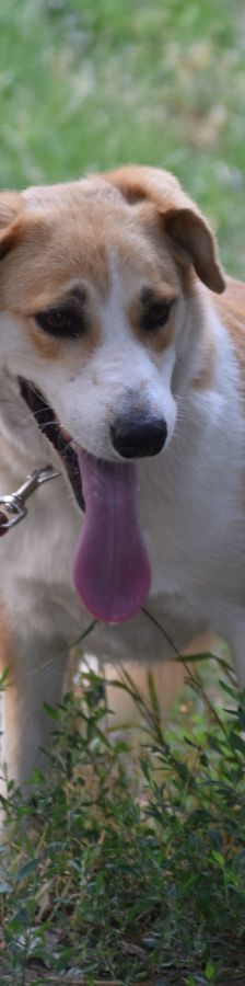 bonbonetti – Mischling, Weibchen, 6 Jahre – Foto 4