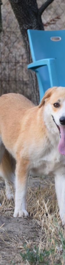 bonbonetti – Mischling, Weibchen, 6 Jahre – Foto 5