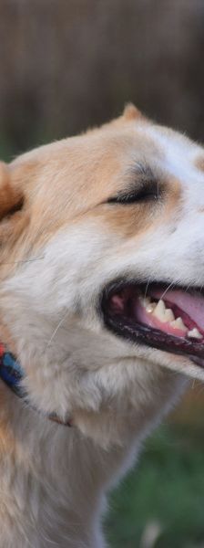 bonbonetti – Mischling, Weibchen, 6 Jahre – Foto 6