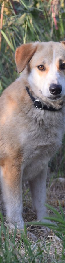 bonbonetti – Mischling, Weibchen, 6 Jahre – Foto 7