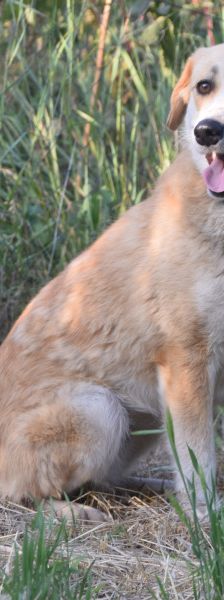 bonbonetti – Mischling, Weibchen, 6 Jahre – Foto 8