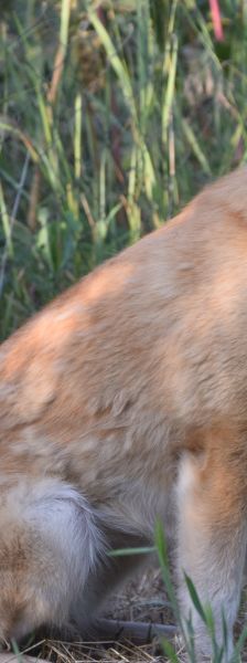 bonbonetti – Mischling, Weibchen, 6 Jahre – Foto 9
