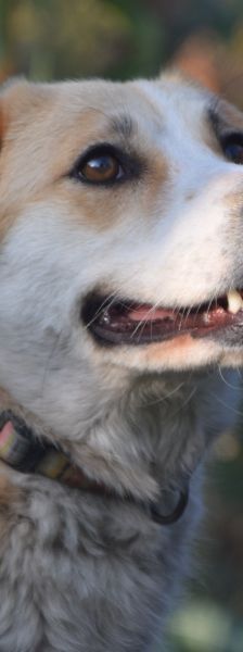 bonbonetti – Mischling, Weibchen, 6 Jahre – Foto 10